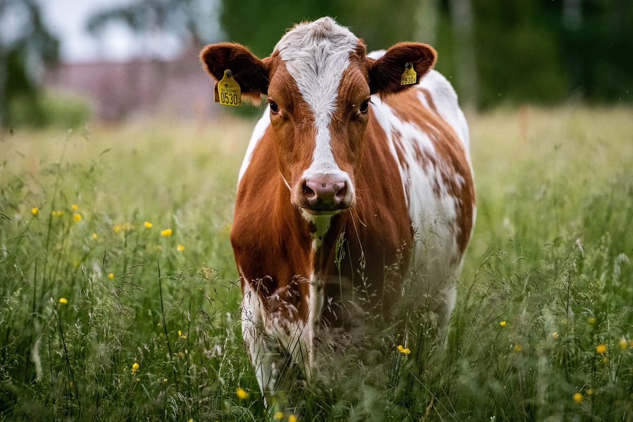 Eine hübsche Kuh auf einer Wiese